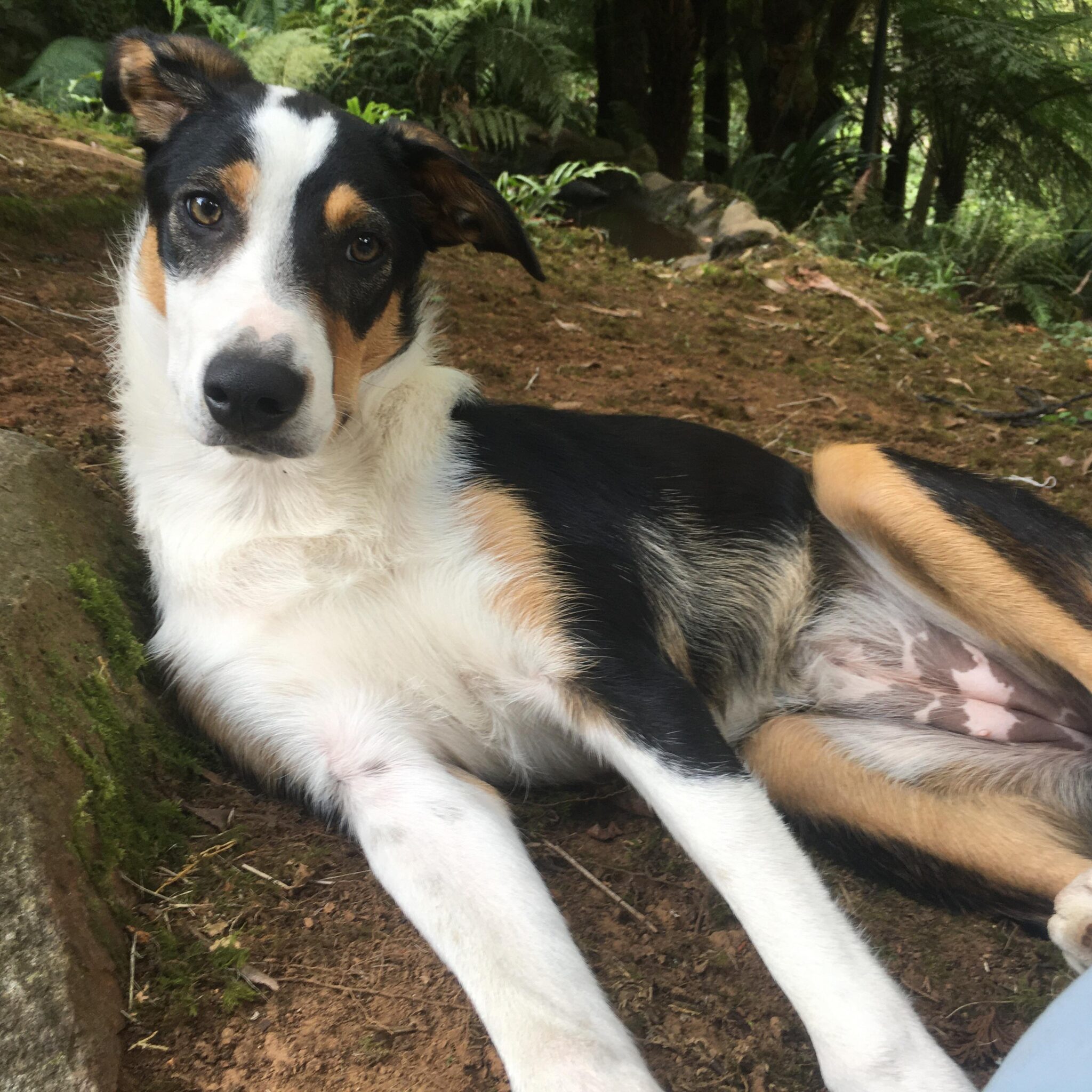 ニュージーランド・ヘディング・ドッグ Learn About Dog Breeds